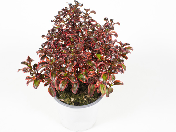 Coprosma "Red Ruby" T13