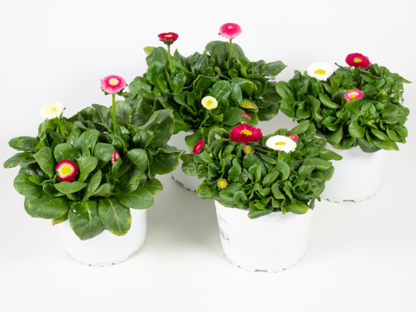 Bellis perennis Trios T13