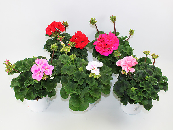 Pelargonium zonale T13