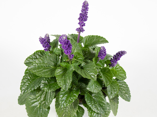 Salvia "Mystic Spire" T13