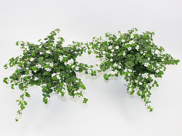 Sutera"Bacopa" T13