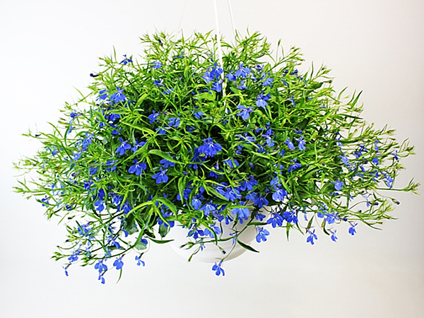 Lobelia Ampel T27