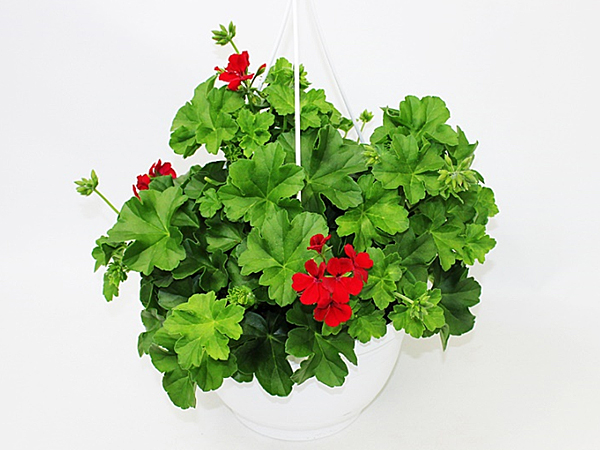 Pelargonium Ampel T27