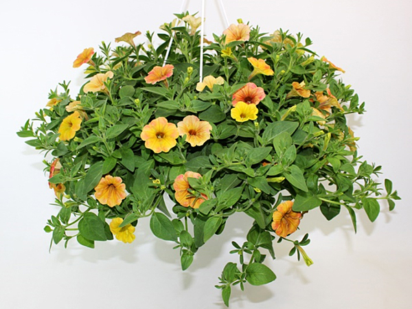 Petunia Ampel T27