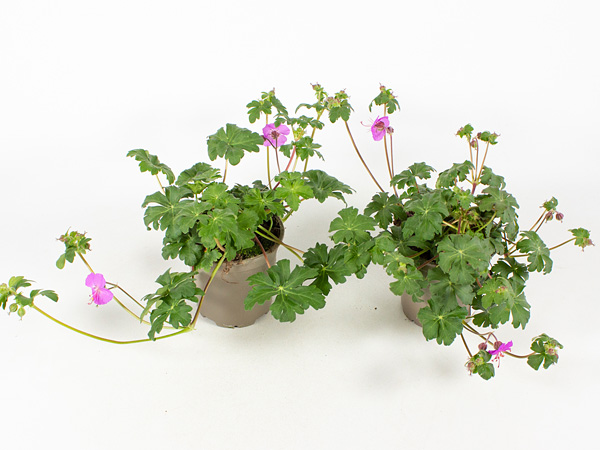 Geranium T10