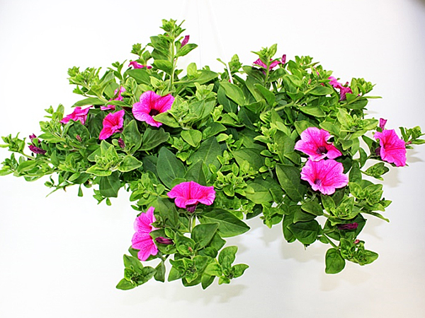 Petunia "Surfinia" Ampel T27